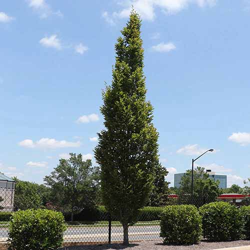 A square image of a tall DannaSpire elm growing in a border by the side of a road.