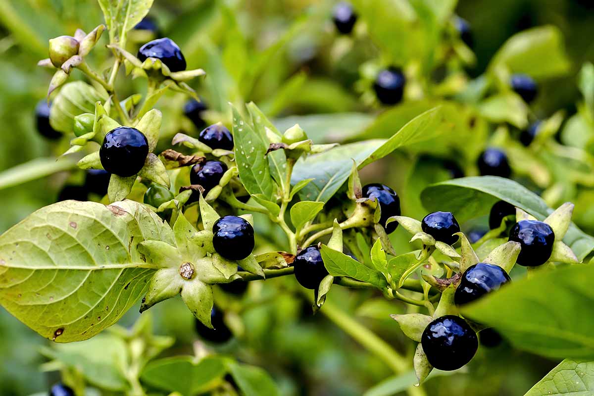 A close up horizontal image of the dark purple berries of belladonna pictured on a soft focus background.