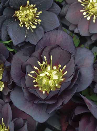 A close up of 'Dark and Handsome' hellebores growing in the late winter garden.