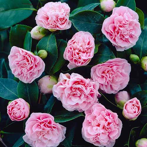 A close up square image of pink 'Debutante' camellia flowers growing in the garden.