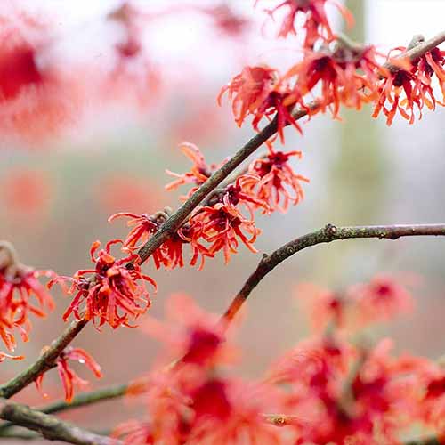 A square image of the red flowers of 'Diane' witch hazel pictured on a soft focus background.