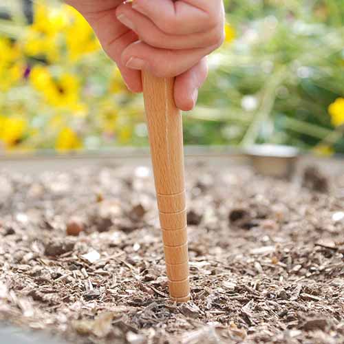 A close up square image of a gardener using a wooden diblet to make holes in the ground for sowing seeds.