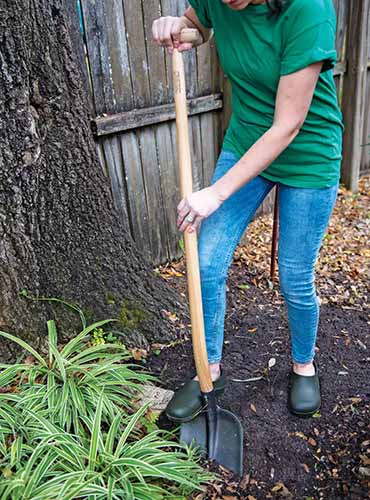 A close up of a gardener using a dig and pry tool to lift plants in the garden.