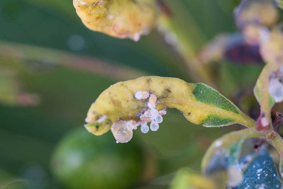 A close up horizontal image of the foliage of a bay tree suffering from disease.