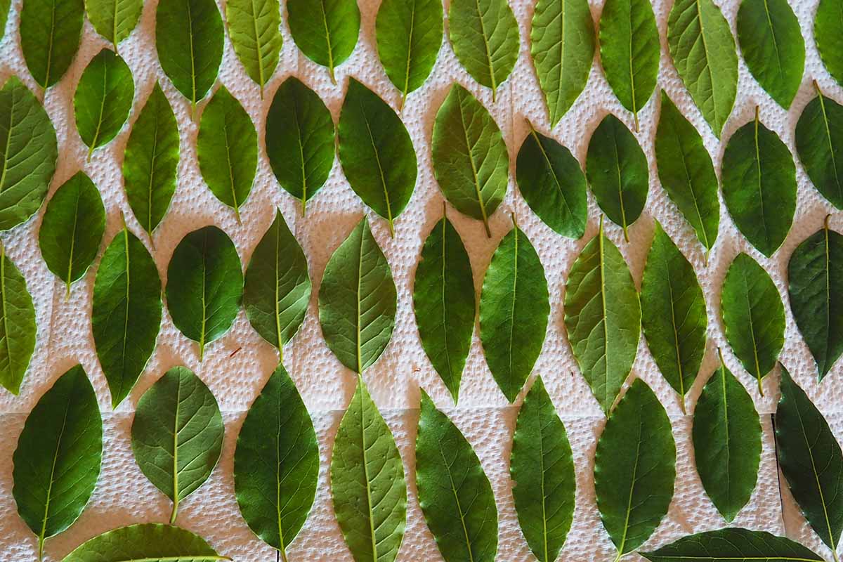 A close up horizontal image of bay leaves laid out on a kitchen towel to dry.