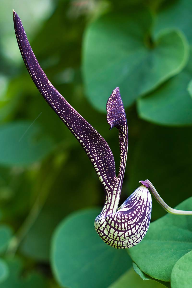 A close up vertical image of a Dutchman's pipe flower pictured on a soft focus background.