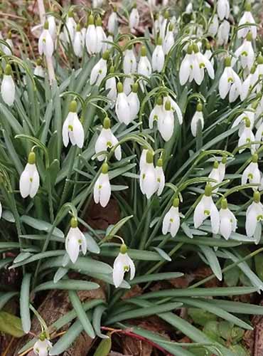 A close up of dwarf snowdrops growing in the garden.