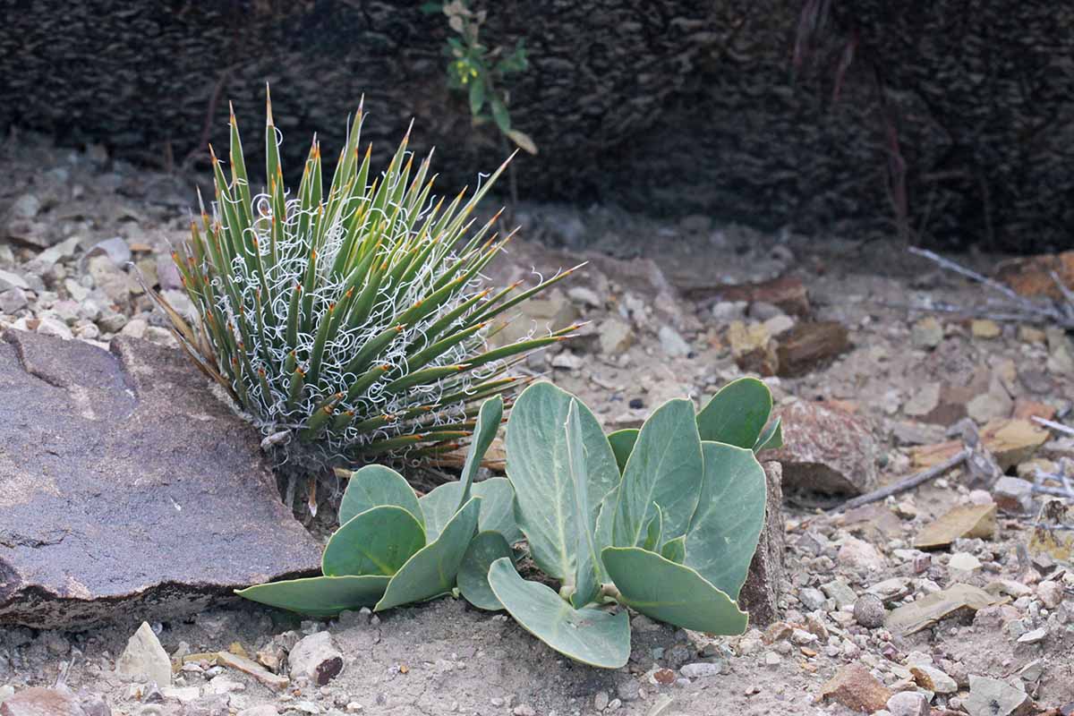 A horizontal image of a small dwarf yucca plant growing in rocks and sand.