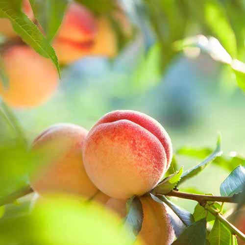 A close up of the ripe fruits of 'Early Elberta' peach pictured on a soft focus background.