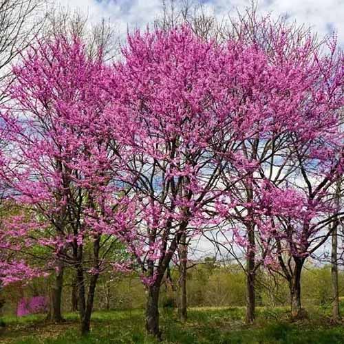 A square image of eastern redbuds in full bloom in the landscape.