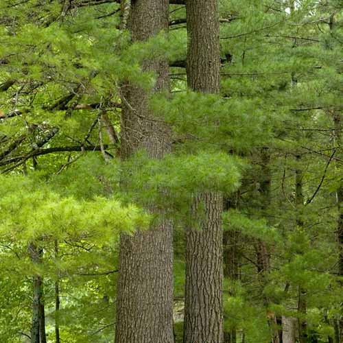 A square image of two eastern white pine trunks growing among other trees outdoors.
