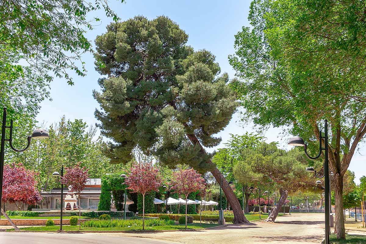 A horizontal image of Pinus eldarica leaning at a slant next to a street.