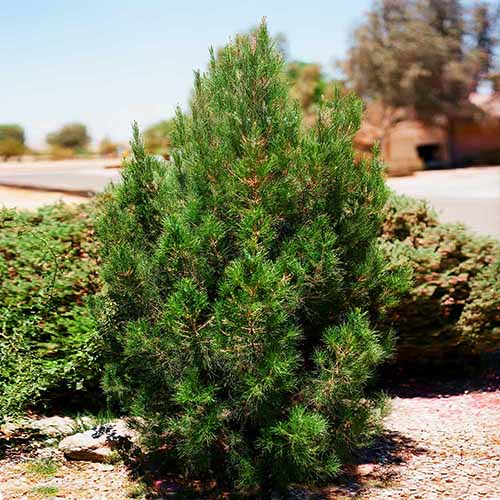 A square image of an eldarica pine growing in front of a juniper shrub outdoors.