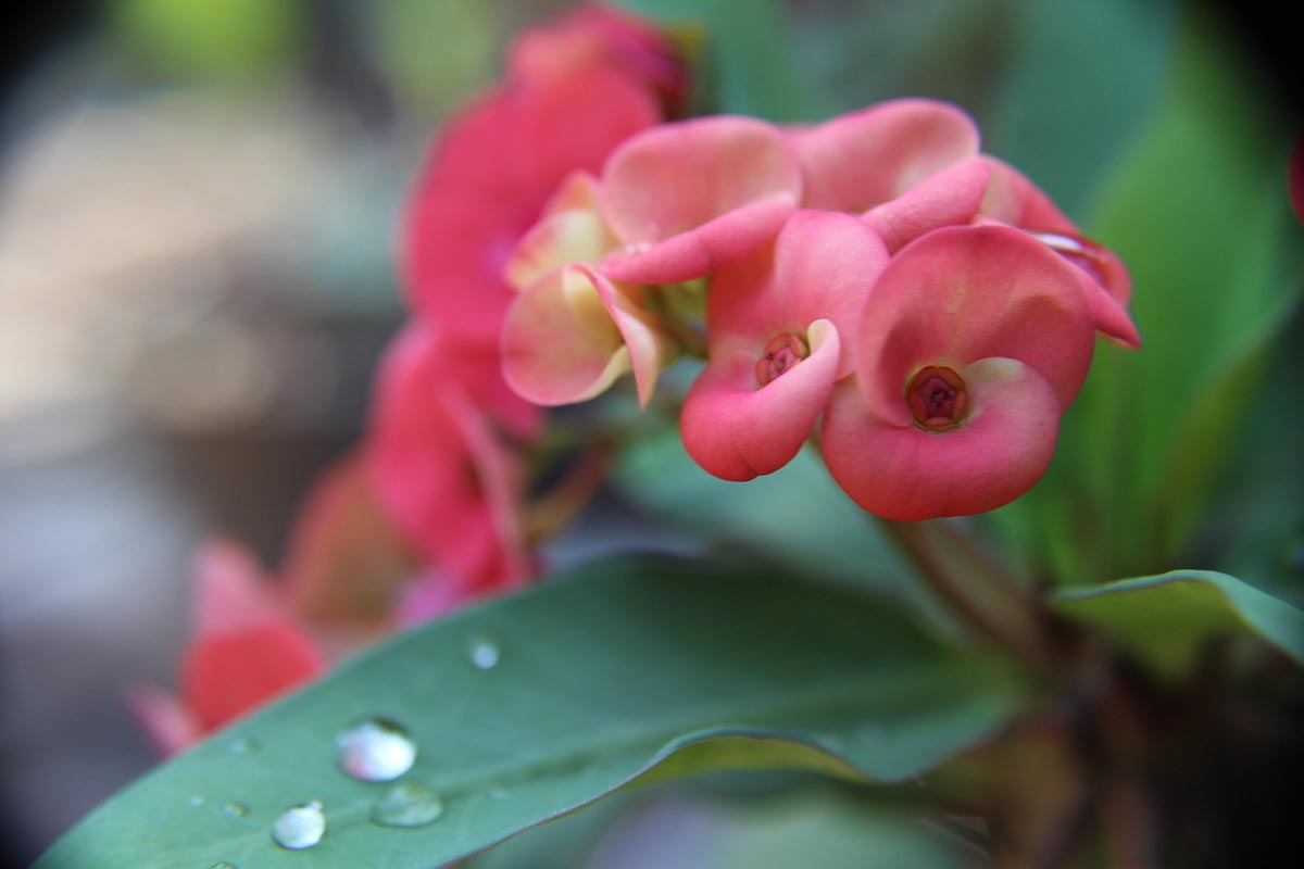 A close up horizontal image of a pink Euphorbia flower pictured on a soft focus background.