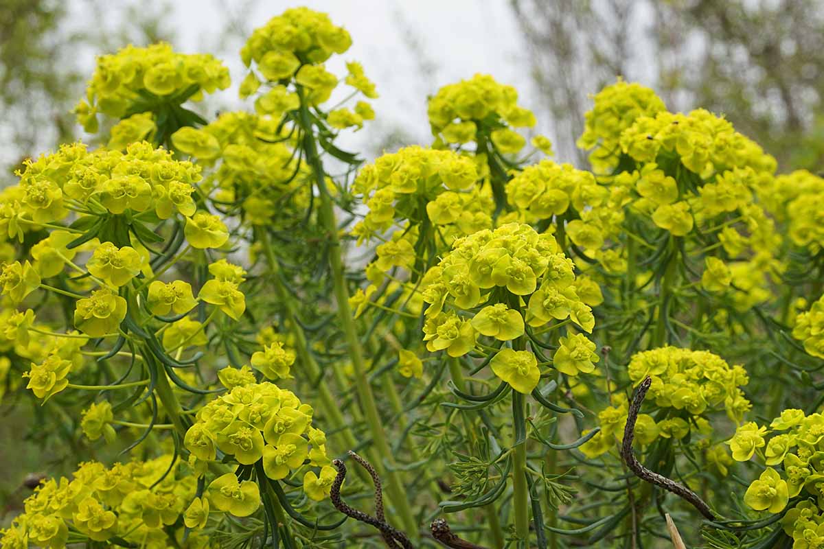 A close up horizontal image of Euphorbia palustris in full bloom growing in the garden.