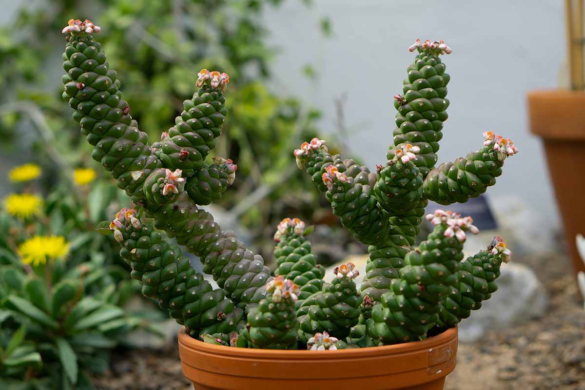 A close up horizontal image of Euphorbia ritchiei growing in a small plastic pot.