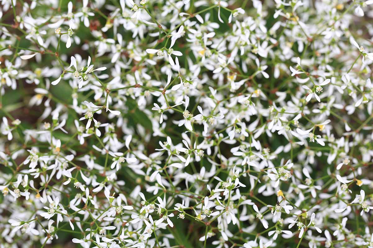 A close up horizontal image of the white flowers of Euphorbia growing in the garden.