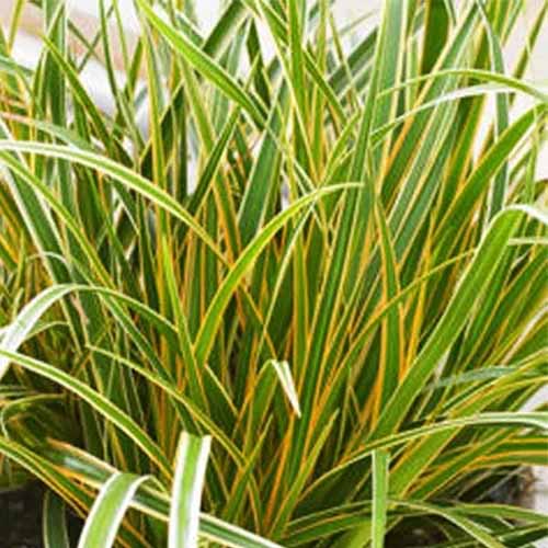 A close up square image of the variegated foliage of 'Everglow' sedge grass.