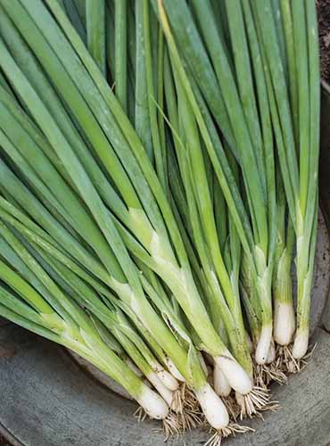 A close up of freshly harvested 'Evergreen Long White' bunching onions set on a gray plate.