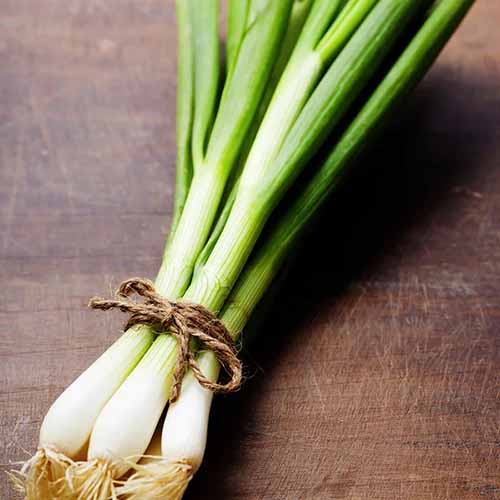 A square image of 'Evergreen White Nebuka' scallions tied together with string and set on a wooden surface.