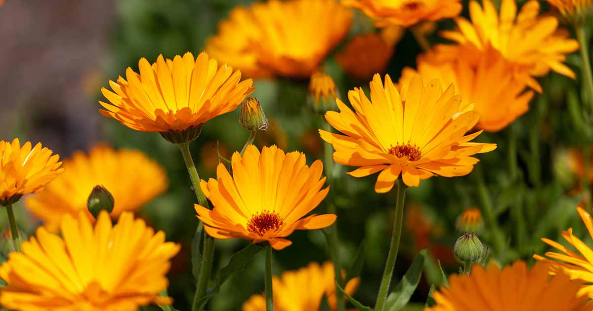 11 Of The Best Fall Annuals To Plant In