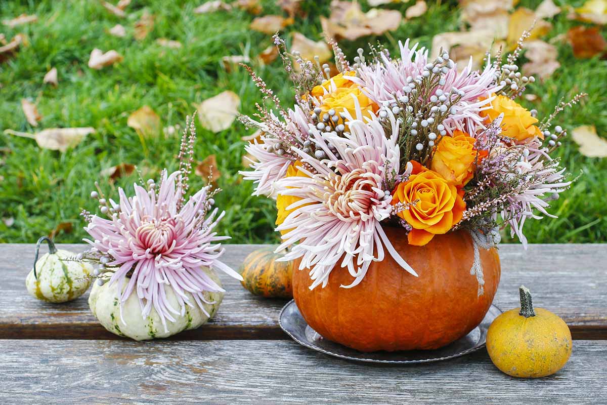 A close up horizontal image of a fall display of a bouquet of chrysanthemums in a carved out pumpkin set on a wooden surface.