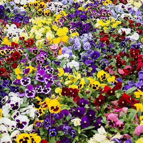 A square image of a mass planting of colorful fall pansies.