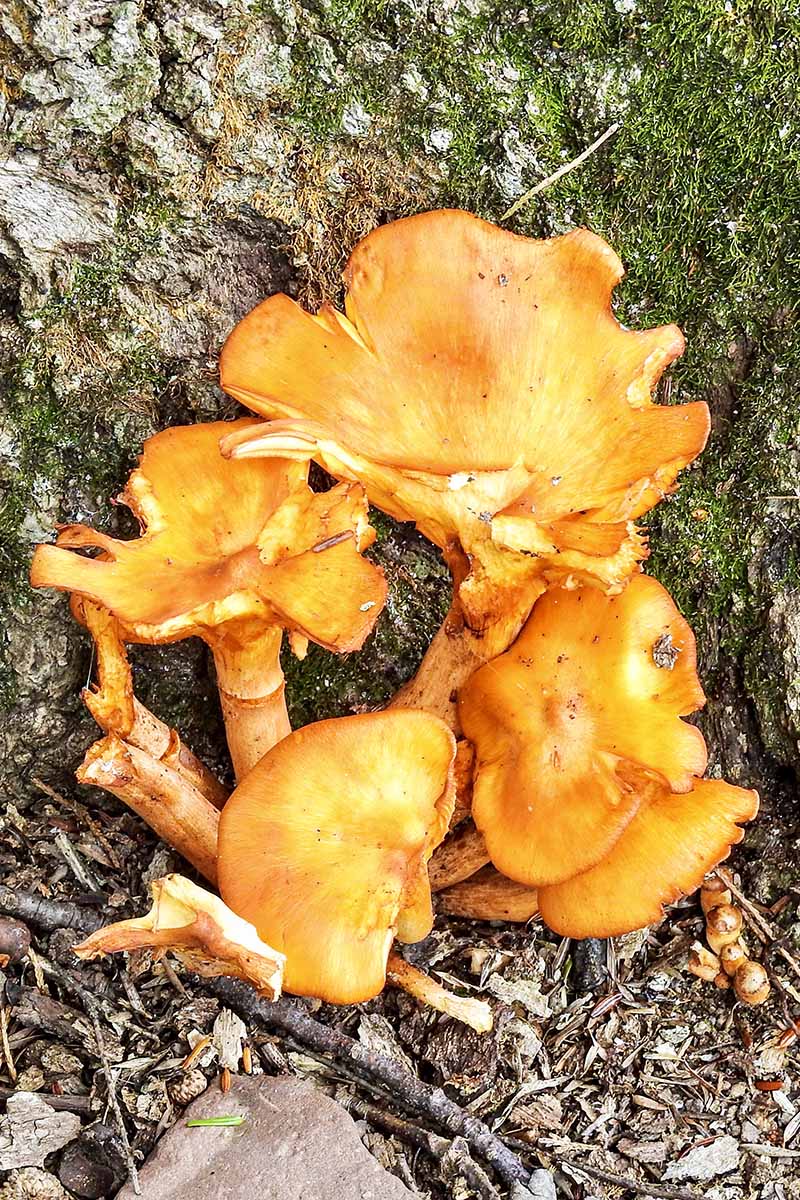 A close up vertical image of false chanterelle mushrooms growing wild by a rock.