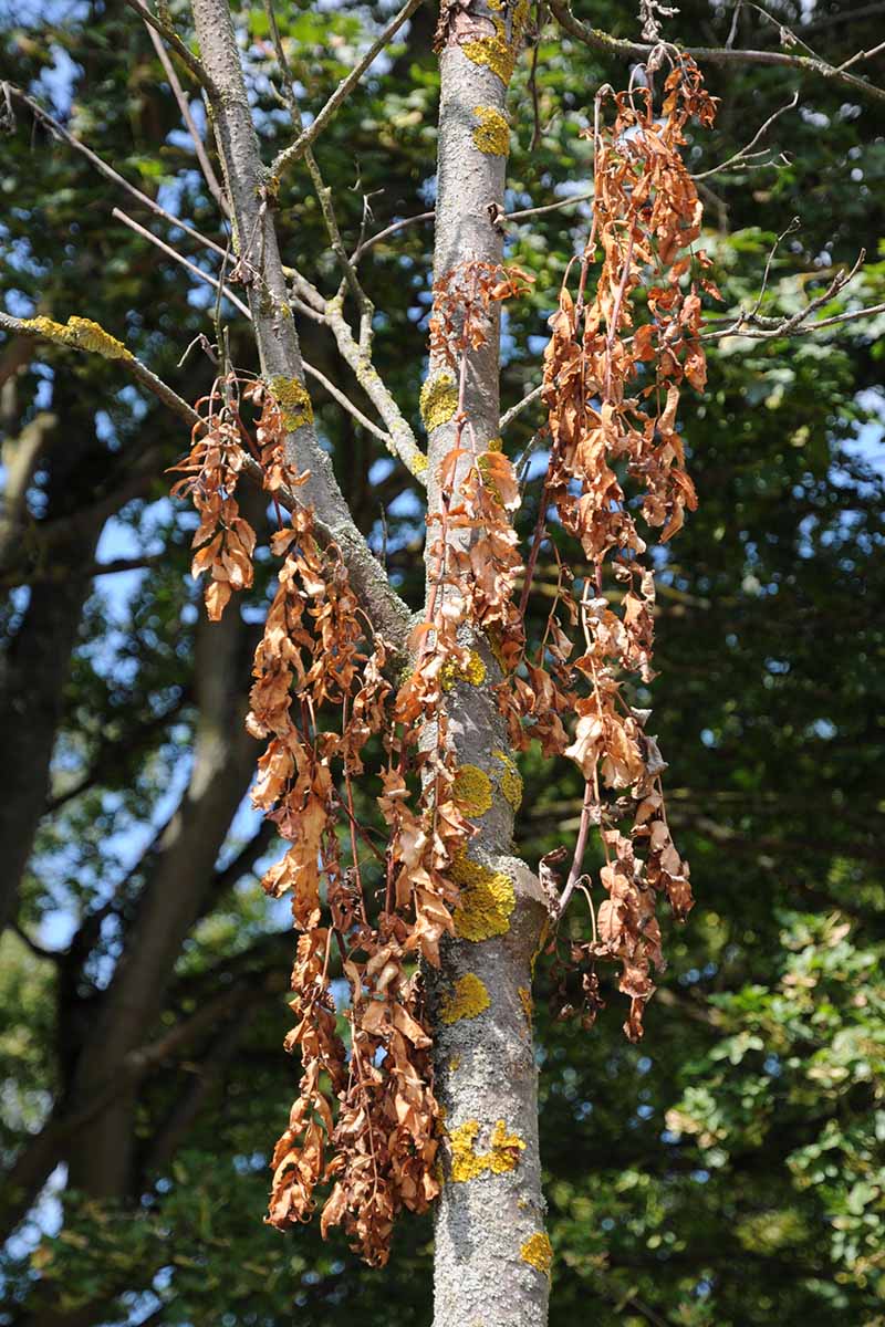 A close up vertical image of a tree infected with fireblight pictured in bright sunshine.