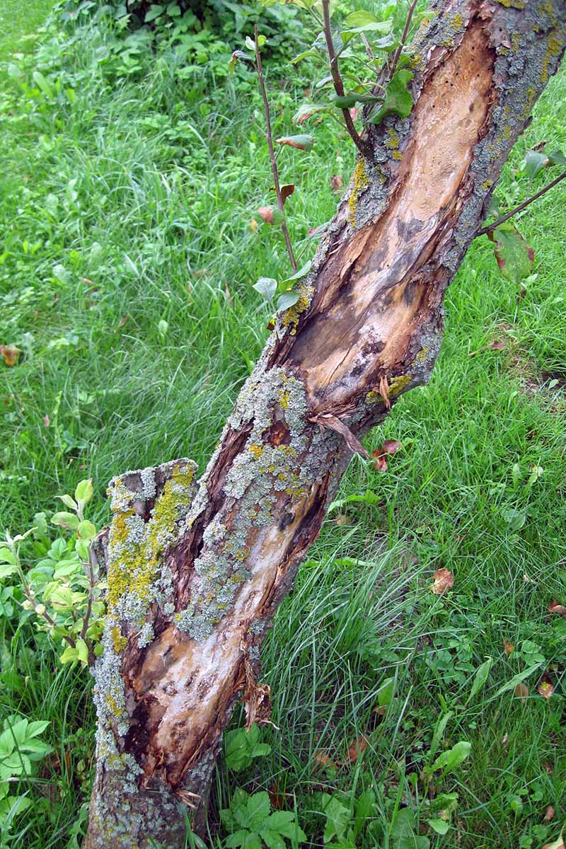 A close up vertical image of the symptoms of fireblight on the trunk of a tree.