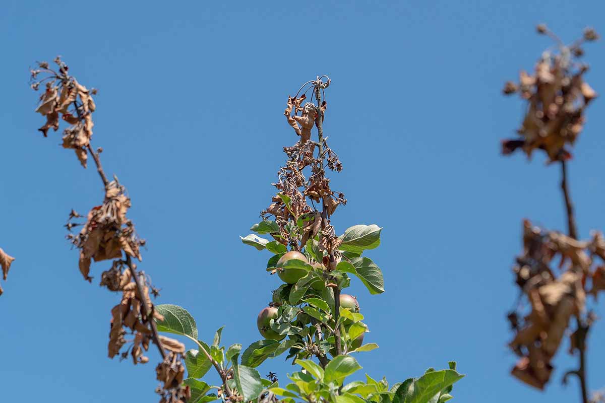 A close up horizontal image of the branch tips of a tree infected with fireblight pictured on a blue sky background.