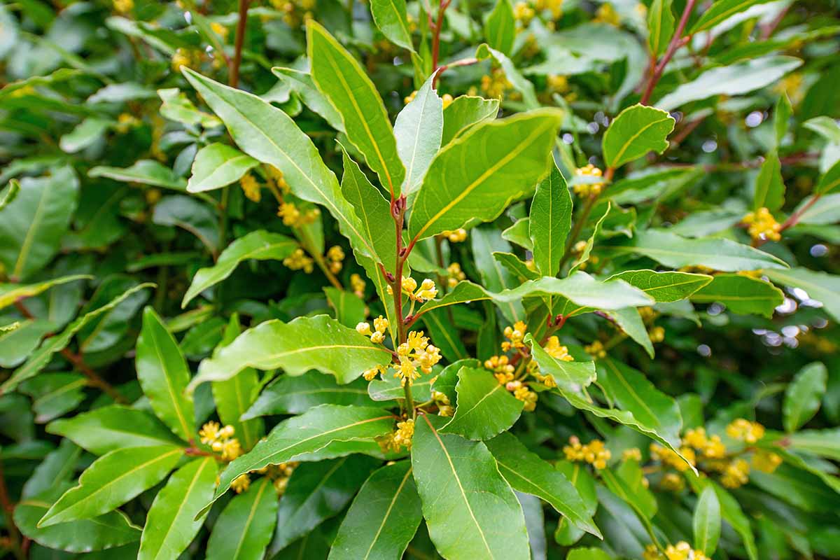A close up horizontal image of the foliage and small yellow flowers of a bay laurel.