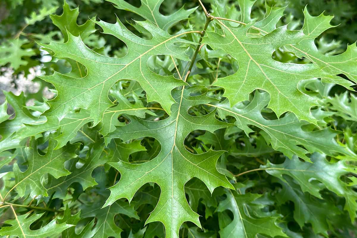 A close up horizontal image of the large, leathery green leaves of a shumard oak (Quercus shumardii) growing in the landscape.
