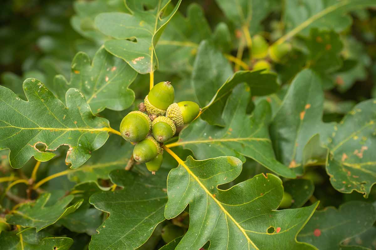 A close up horizontal image of the acorns and foliage of a sessile oak (Quercus petraea) tree growing in the landscape.