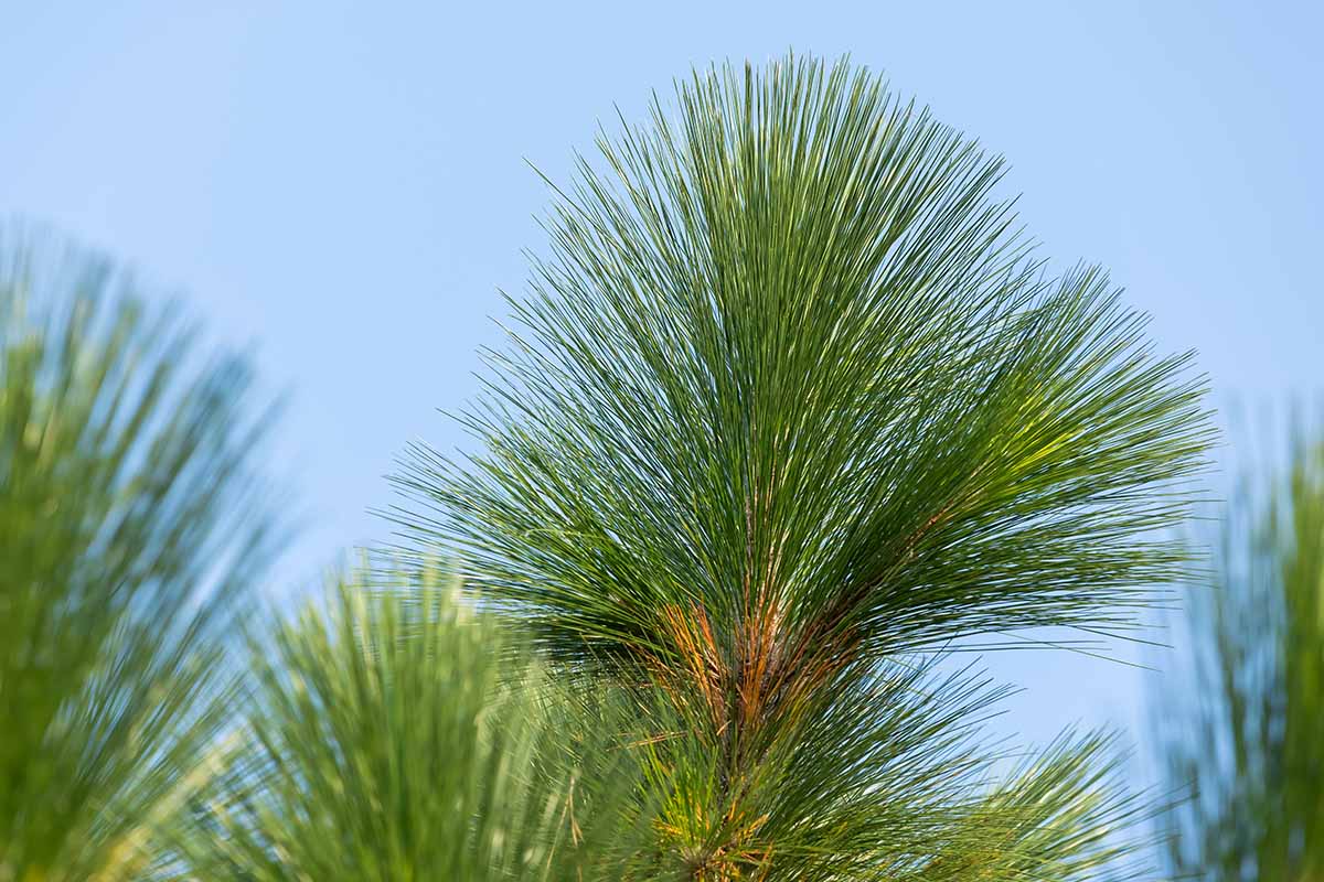 A horizontal image of tufts of Pinus palustris needles growing in front of a light blue sky.