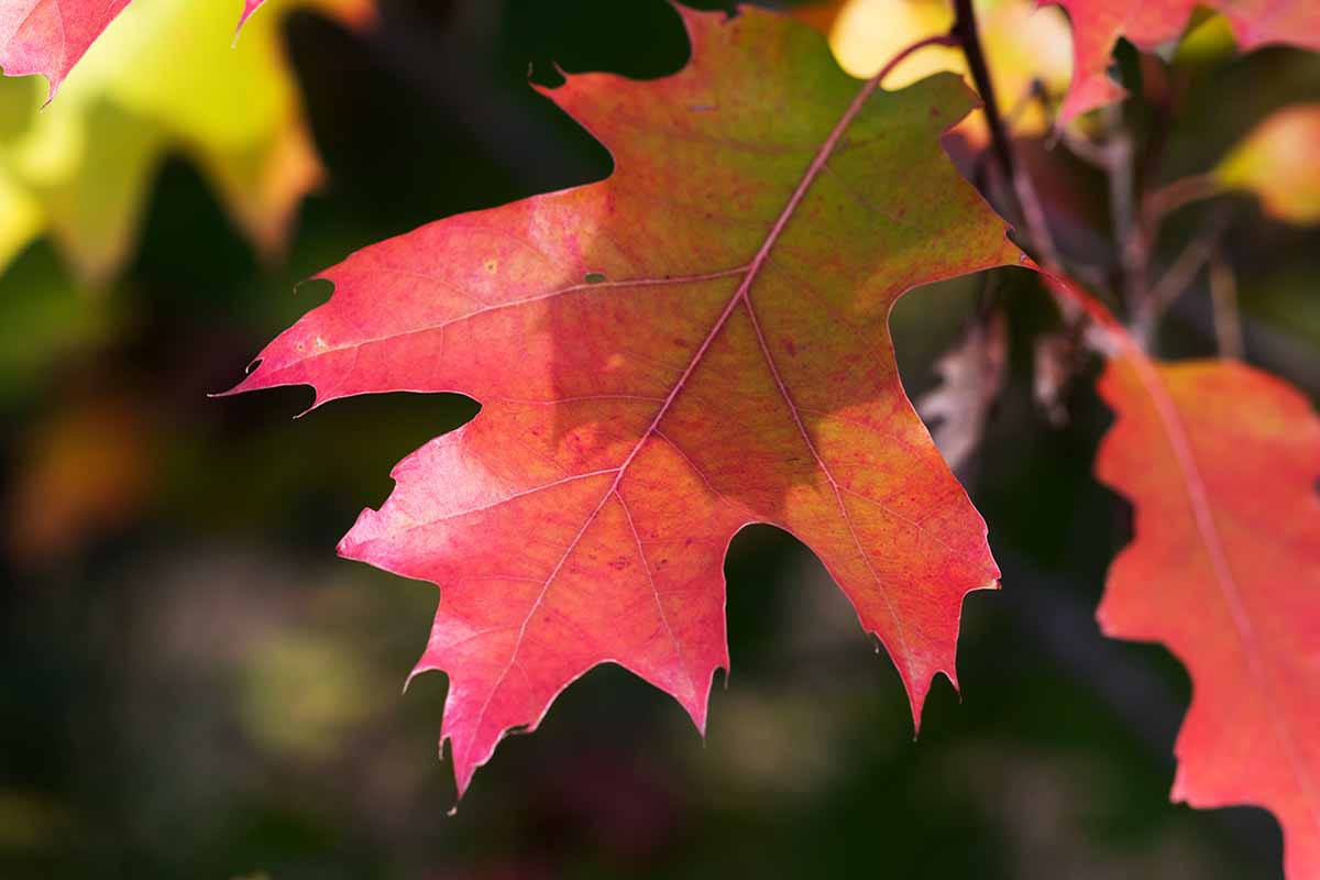 A close up horizontal image of the autumn foliage of a red oak (Quercus rubra) tree pictured on a soft focus background.