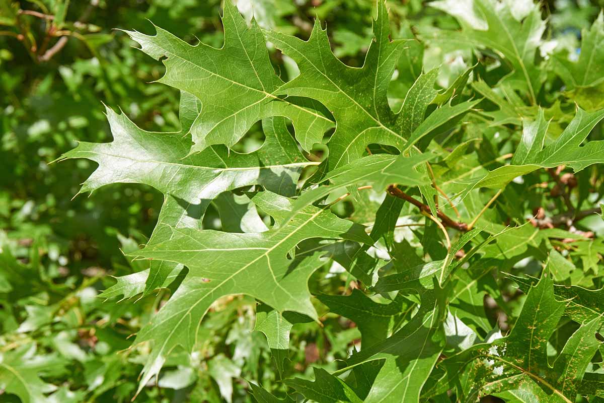 A close up horizontal image of the foliage of a scarlet oak (Quercus coccinea) pictured in light sunshine.