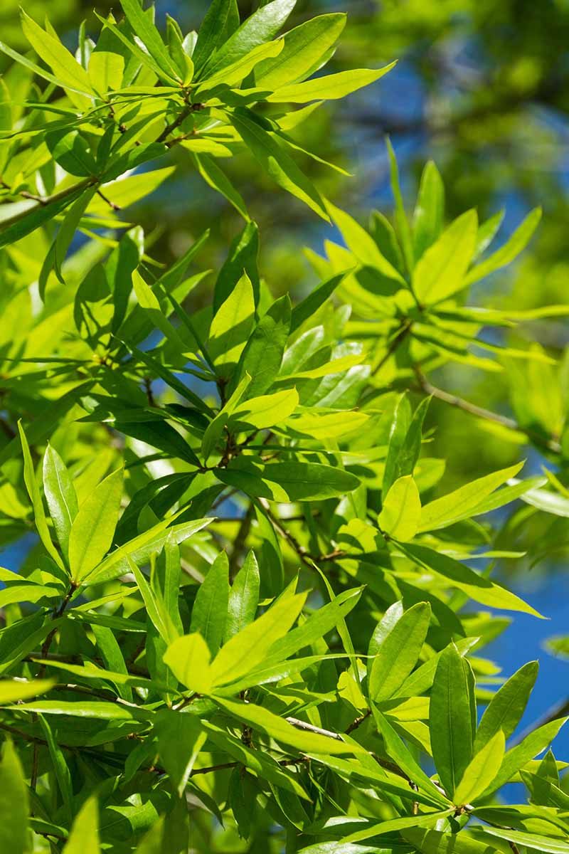 A close up vertical image of the foliage of a willow oak (Quercus phellos) pictured in bright sunshine on a blue sky background.