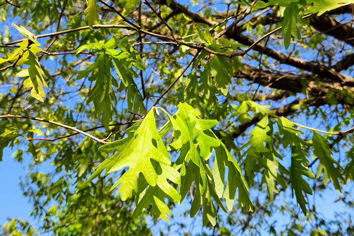 A close up horizontal image of the foliage of an overcup oak (Quercus lyrata) growing in the garden pictured in bright sunshine on a blue sky background.