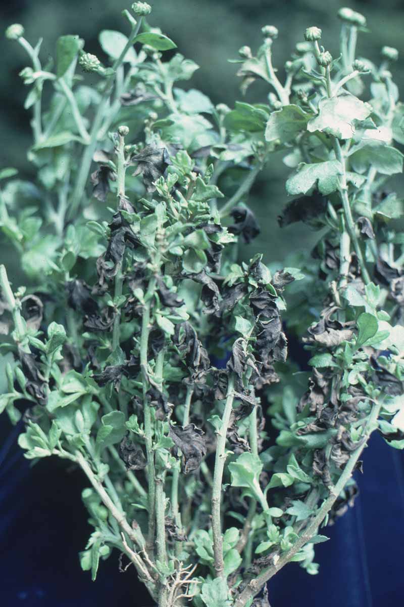 A close up vertical image of the damage done to the foliage of a chrysanthemum flower by foliar nematodes.