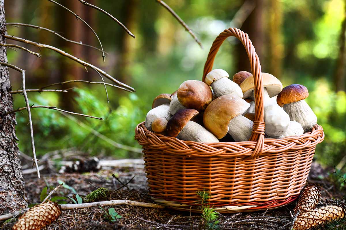 A close up horizontal image of a wicker basket filled with freshly picked mushrooms pictured on a soft focus background.