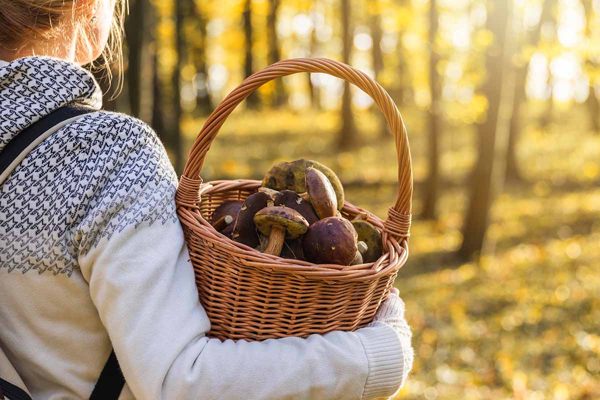 A close up horizontal image of a woman holding a wicker basket of foraged mushrooms pictured in evening sunshine.