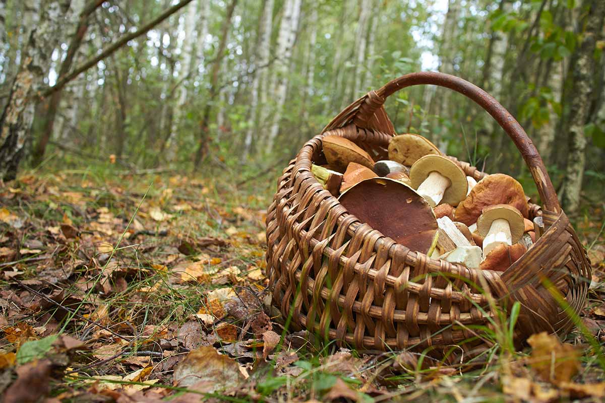 A close up horizontal image of a wicker basket filled with foraged mushrooms set on the ground in a forest.