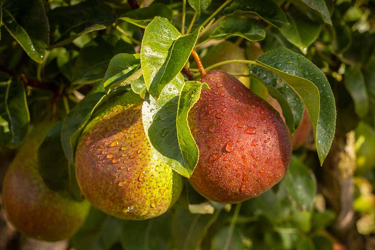 A close up horizontal image of 'Forelle' pears growing in the orchard, with droplets of water on the foliage and surface of the fruits.