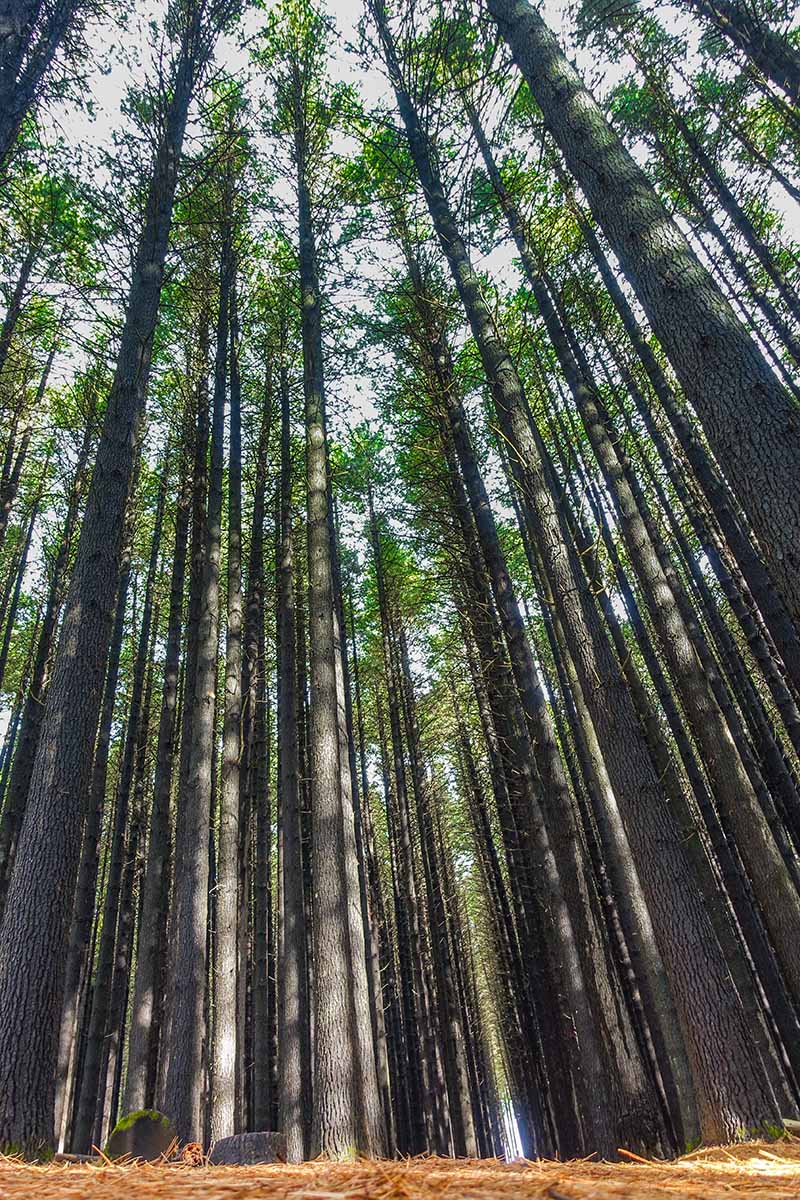 A vertical image of a large grove of Pinus lambertiana (sugar pine) trunks growing skyward.