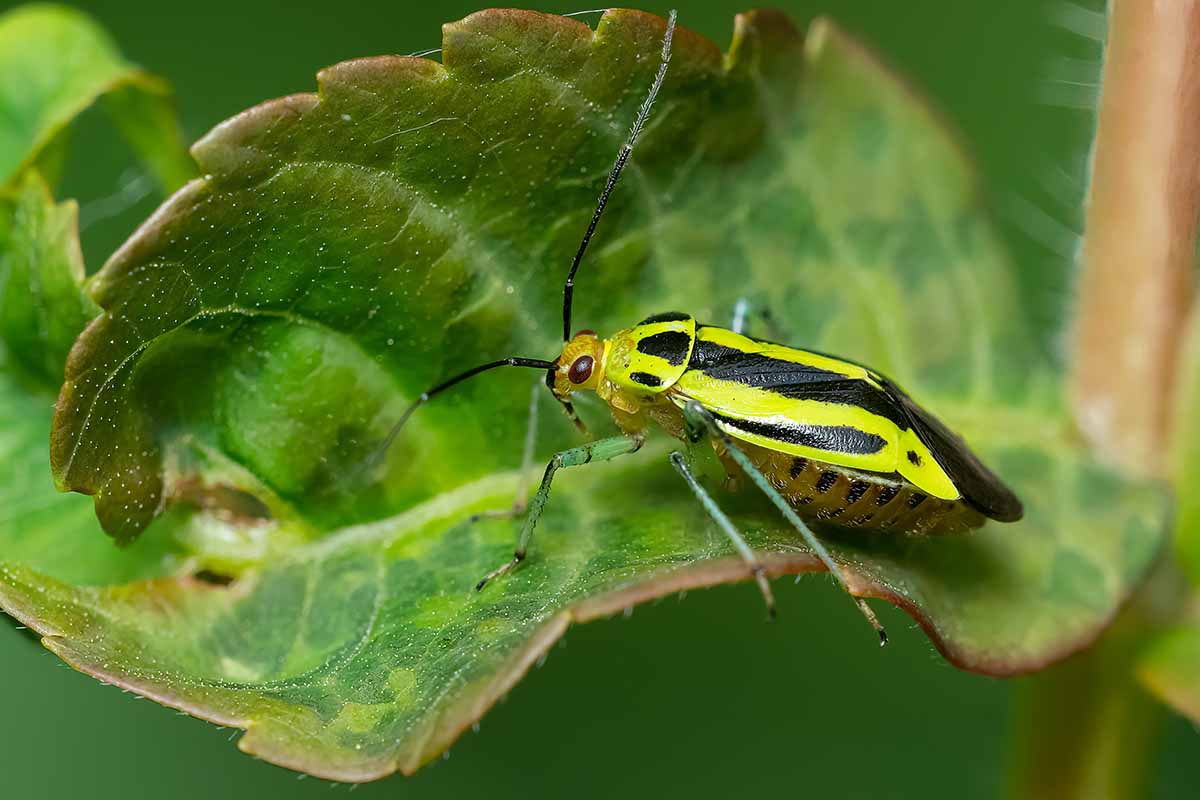 A close up horizontal image of a yellow and black four-lined plant bug on a leaf.