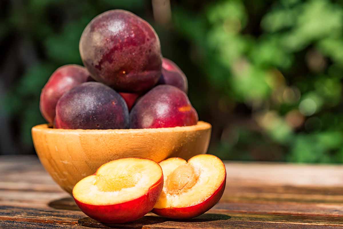 A close up horizontal image of a bowl filled with ripe pluots set on a wooden table outdoors.