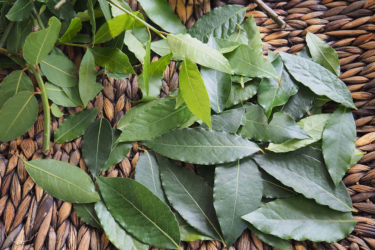 A close up horizontal image of freshly harvested bay leaves on a wicker tray.