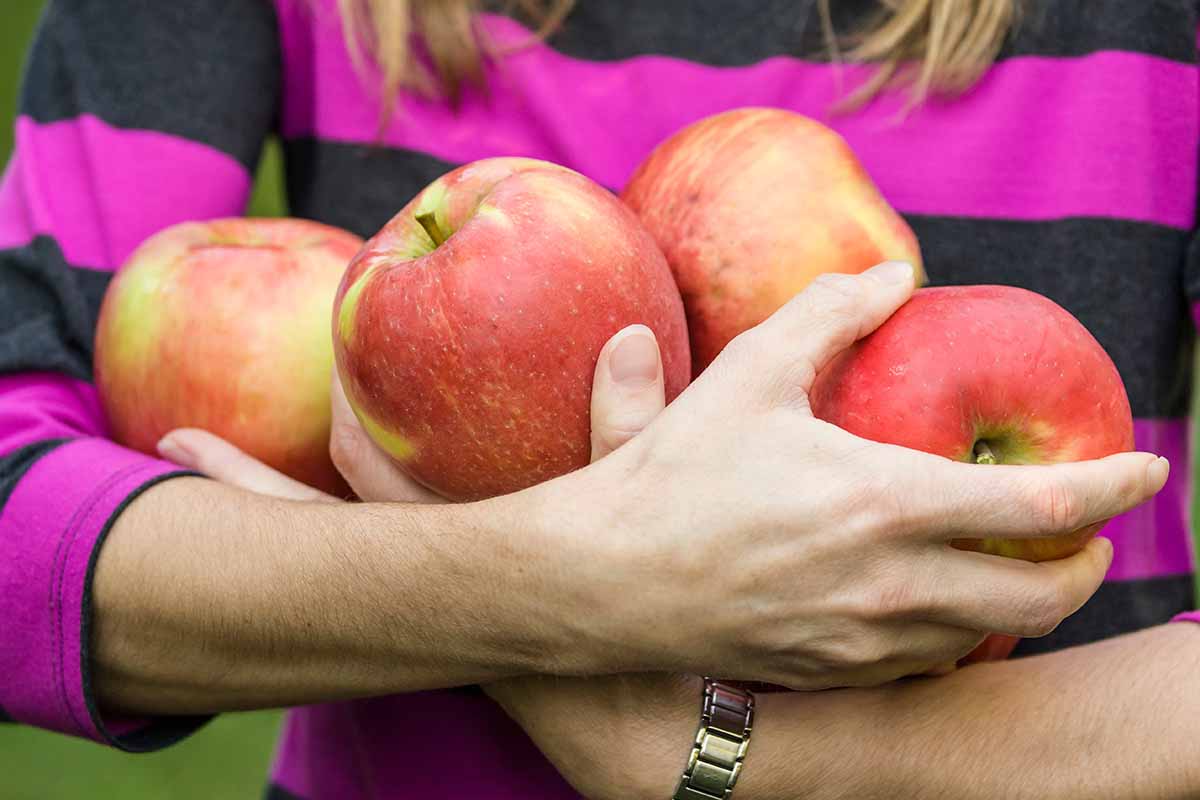 A close up horizontal image of a woman holding armfuls of freshly harvested 'Honeycrisp' apples.