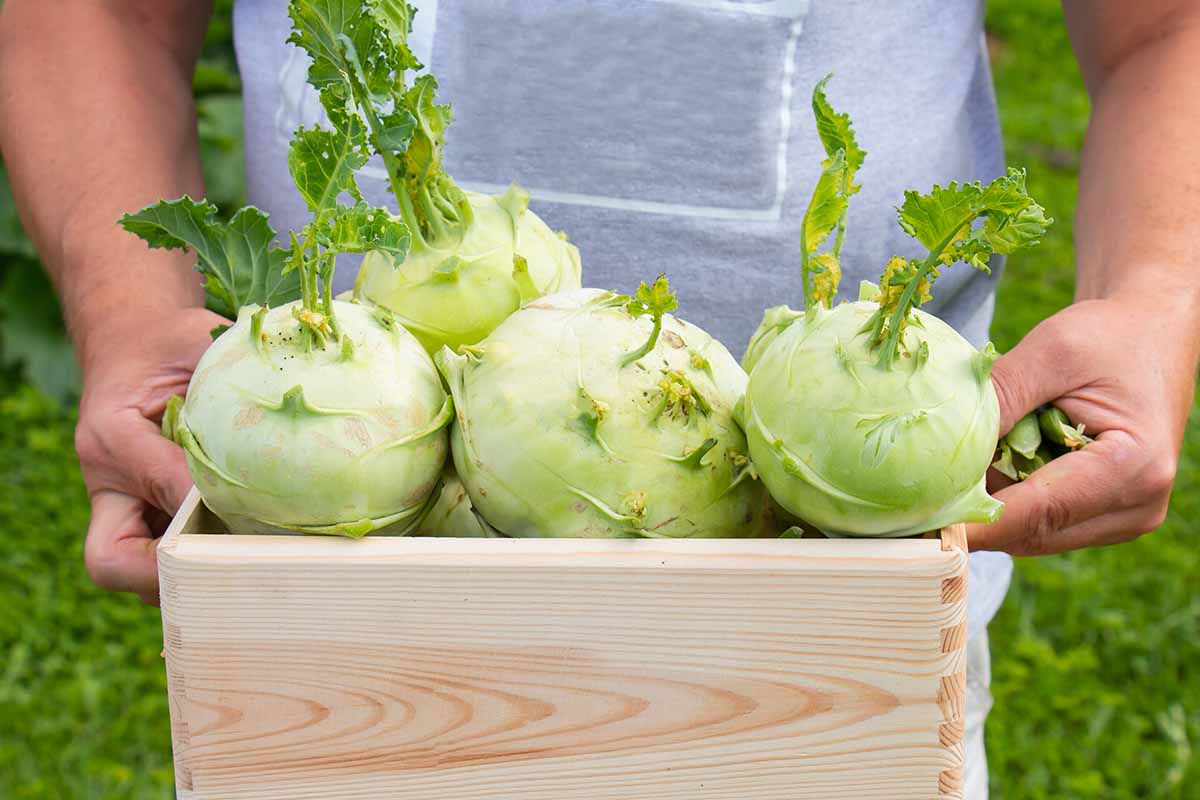 A close up horizontal image of a gardener holding a wooden box filled with freshly harvested kohlrabi.